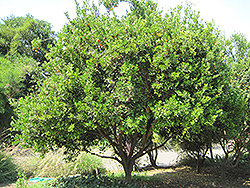 Calamondin (Citrofortunella x microcarpa) at Stonegate Gardens