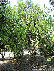 Meiwa Kumquat (Fortunella crassifolia 'Meiwa') at A Very Successful Garden Center