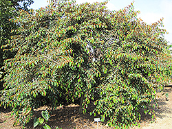 Satinleaf (Chrysophyllum oliviforme) at A Very Successful Garden Center