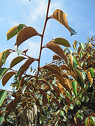 Satinleaf (Chrysophyllum oliviforme) at A Very Successful Garden Center