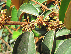 Satinleaf (Chrysophyllum oliviforme) at Lakeshore Garden Centres