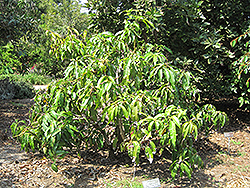 Mango (Mangifera indica) at A Very Successful Garden Center