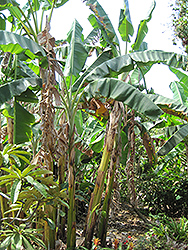African Rhino Horn Banana (Musa 'African Rhino Horn') at A Very Successful Garden Center