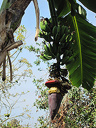 Sweetheart Banana (Musa 'FHIA-3') at A Very Successful Garden Center