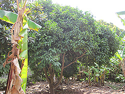 Chironja Orangelo (Citrus 'Chironja') at Lakeshore Garden Centres