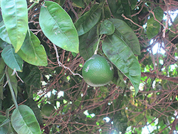 Chironja Orangelo (Citrus 'Chironja') at Lakeshore Garden Centres