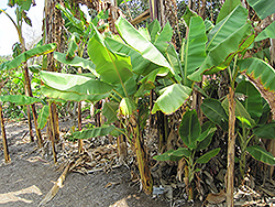Dwarf Namwah Banana (Musa 'Dwarf Namwah') at A Very Successful Garden Center