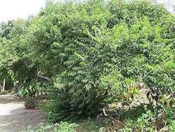 Ceylon Gooseberry (Dovyalis hebecarpa (female)) at Stonegate Gardens