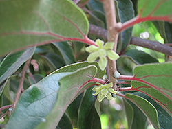 Ceylon Gooseberry (Dovyalis hebecarpa (female)) at Lakeshore Garden Centres
