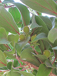 Ceylon Gooseberry (Dovyalis hebecarpa (female)) at A Very Successful Garden Center