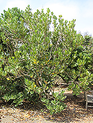 Madagascar Olive (Noronhia emarginata) at A Very Successful Garden Center