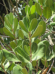 Madagascar Olive (Noronhia emarginata) at A Very Successful Garden Center