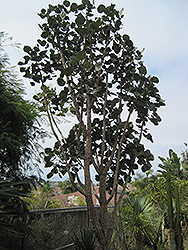 Broad-leaved Coral Tree (Erythrina latissima) at Lakeshore Garden Centres