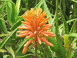 Kenyan Aloe (Aloe kedongensis) at A Very Successful Garden Center