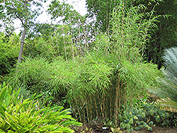 MacClure's Clumping Bamboo (Borinda macclureana) at Lakeshore Garden Centres