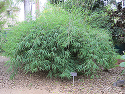 Nepalese Blue Bamboo (Himalayacalamus porcatus) at A Very Successful Garden Center