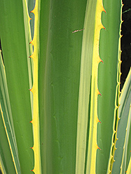 Variegated Sword Lily (Furcraea selloa var. marginata) at A Very Successful Garden Center
