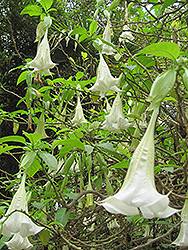 Betty Marshall Angel's Trumpet (Brugmansia 'Betty Marshall') at A Very Successful Garden Center