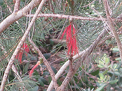 Pine-leaved Bottlebrush (Callistemon pinifolius) at A Very Successful Garden Center