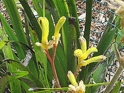 Tall Kangaroo Paw (Anigozanthos flavidus) at A Very Successful Garden Center