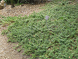 Fine-leaf Groundcover Myoporum (Myoporum parvifolium) at A Very Successful Garden Center