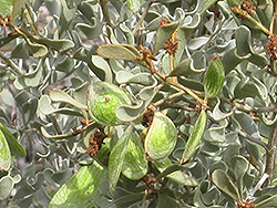 Leatherleaf Acacia (Acacia craspedocarpa) at Stonegate Gardens