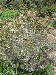Leatherleaf Acacia (Acacia craspedocarpa) at Stonegate Gardens