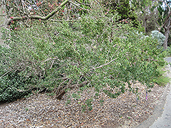 Australian Tea-Tree (Leptospermum laevigatum) at A Very Successful Garden Center