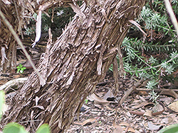 Australian Tea-Tree (Leptospermum laevigatum) at A Very Successful Garden Center