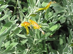 Tar Bush (Eremophila glabra) at A Very Successful Garden Center