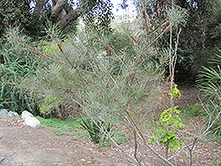 Pine-leaved Bottlebrush (Callistemon pinifolius) at A Very Successful Garden Center