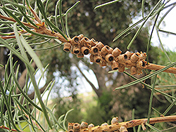 Pine-leaved Bottlebrush (Callistemon pinifolius) at Lakeshore Garden Centres