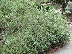 Smokey Coast Rosemary (Westringia fruticosa 'Smokey') at Lakeshore Garden Centres