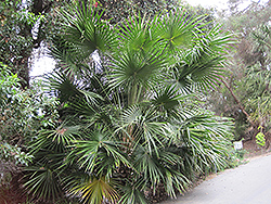 Australian Cabbage Palm (Livistona australis) at A Very Successful Garden Center