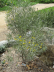 Silver Leaf Cassia (Senna phyllodinea) at A Very Successful Garden Center