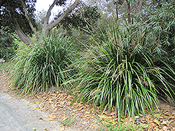 Mat Rush (Lomandra longifolia) at Stonegate Gardens