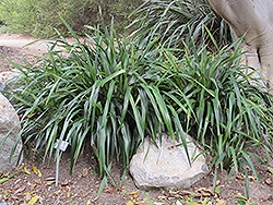 Tasred Flax Lily (Dianella tasmanica 'TR20') at Lakeshore Garden Centres