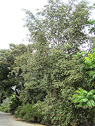 Primrose Tree (Lagunaria patersonia) at Stonegate Gardens