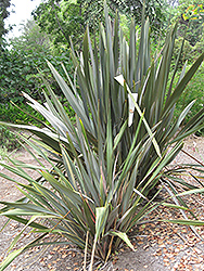 Rubra New Zealand Flax (Phormium tenax 'Rubra') at A Very Successful Garden Center
