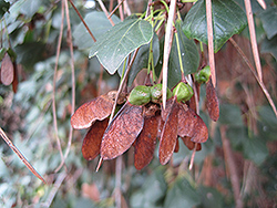 Evergreen Maple (Acer paxii) at Lakeshore Garden Centres