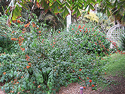 Chinese Hat Plant (Holmskioldia sanguinea) at Stonegate Gardens