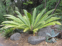 Mejia's Dioon (Dioon mejiae) at A Very Successful Garden Center