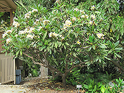 Common Frangipani (Plumeria rubra var. acutifolia) at A Very Successful Garden Center