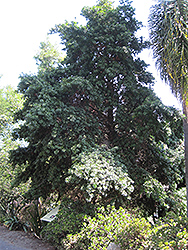 Yellowwood (Podocarpus latifolius) at Lakeshore Garden Centres