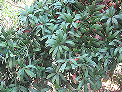 Yellowwood (Podocarpus latifolius) at A Very Successful Garden Center