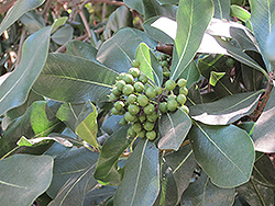 Cape Cheesewood (Pittosporum viridiflorum) at Lakeshore Garden Centres