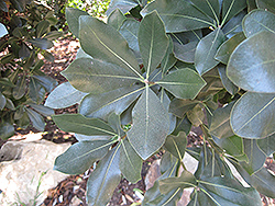 Cape Cheesewood (Pittosporum viridiflorum) at A Very Successful Garden Center
