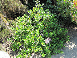 Red Coastal Milkwood Tree (Mimusops caffra) at Lakeshore Garden Centres