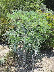Mountain Cabbage Tree (Cussonia paniculata ssp. sinuata) at Stonegate Gardens