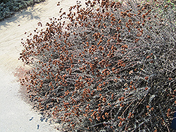 Eastern Mojave Buckwheat (Eriogonum fasciculatum var. foliolosum) at A Very Successful Garden Center